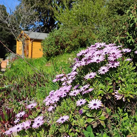 Mare E Monti Chez Thomas Et Magali Bed & Breakfast Vico