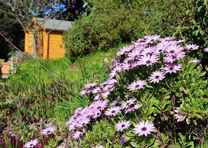 Mare E Monti Chez Thomas Et Magali Bed & Breakfast Vico